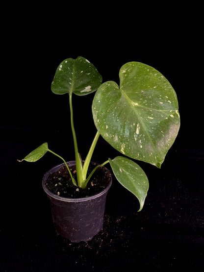 Monstera Thai Constellation *SPECIAL PICK*