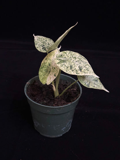 Alocasia Dragon Scale Mint - High Var (growers choice)