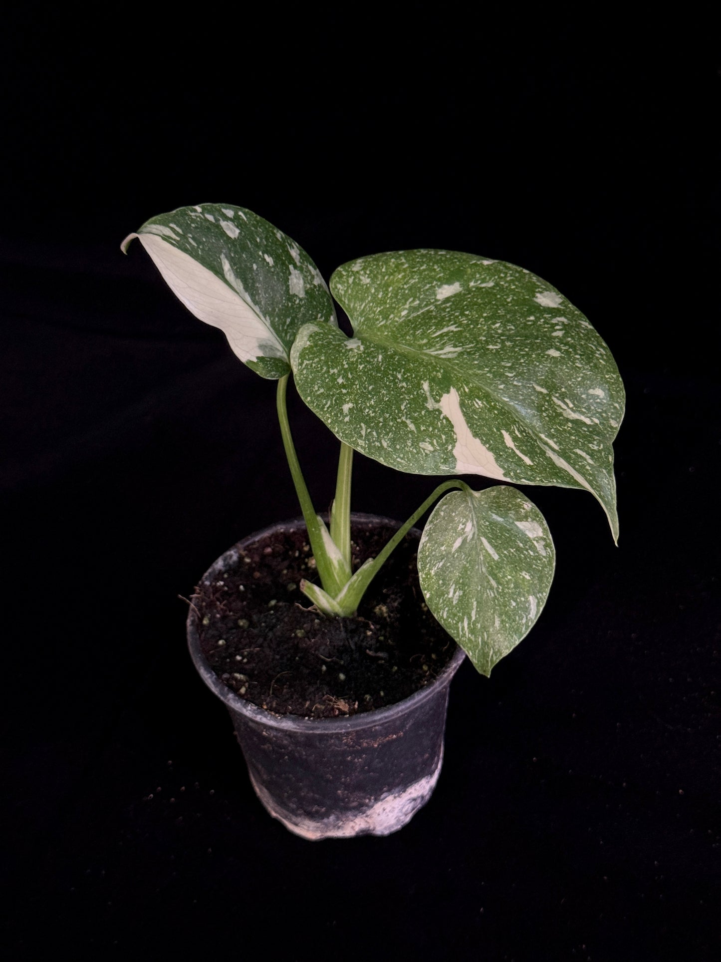 Monstera Thai Constellation *SPECIAL PICK*
