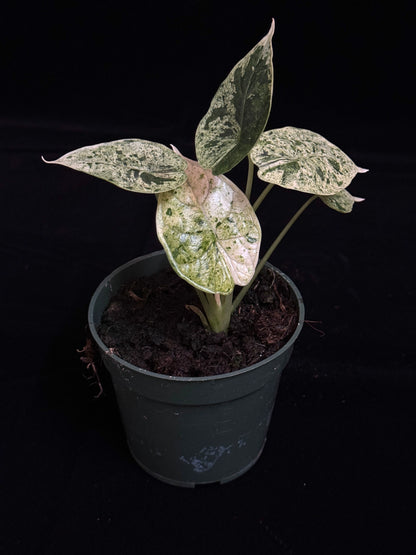 Alocasia Dragon Scale Mint - High Var (growers choice)