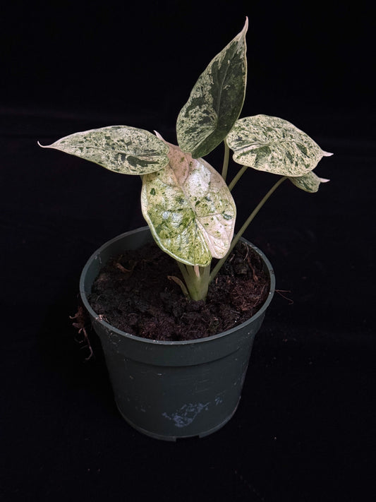 Alocasia Dragon Scale Mint - High Var (growers choice)