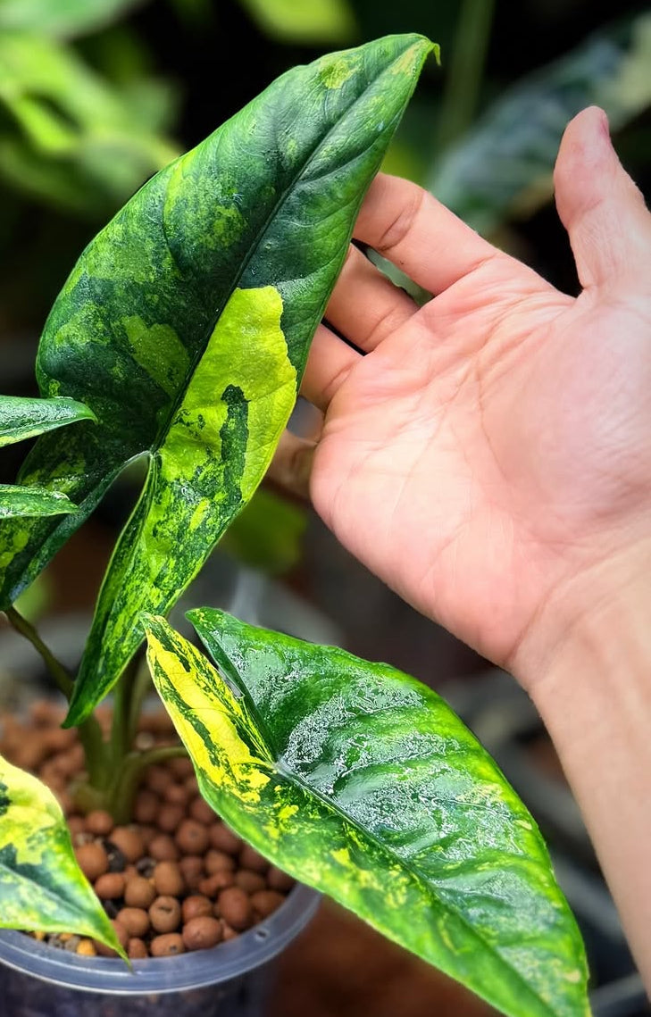 1x corm - Alocasia Dragon Wing (Scalprum x Dragon Scale) Aurea Variegated *Pre-Order Import*