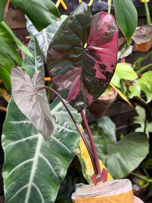 (Payment 1 of 2) Alocasia Serendipity Pink Variegated
