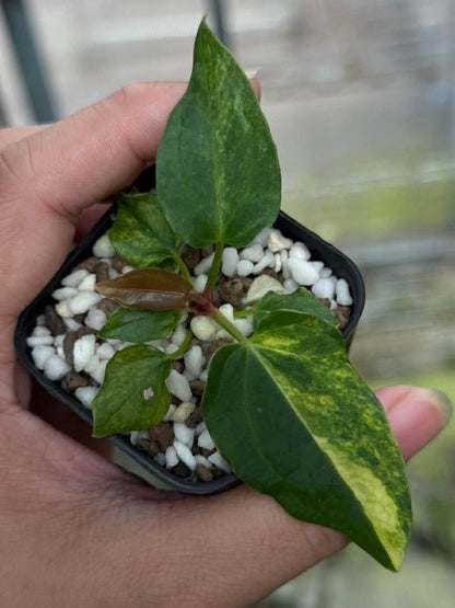 Variegated Anthurium (Pap var x Crys) x BVEP Tezula *Pre-Order Import*