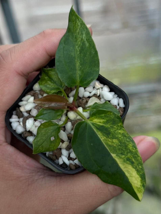 Variegated Anthurium (Pap var x Crys) x BVEP Tezula *Pre-Order Import*