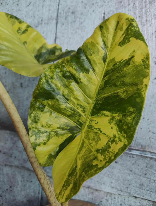 CORM - Alocasia Sp. Aurea Variegated (Patterned Stem) Rare