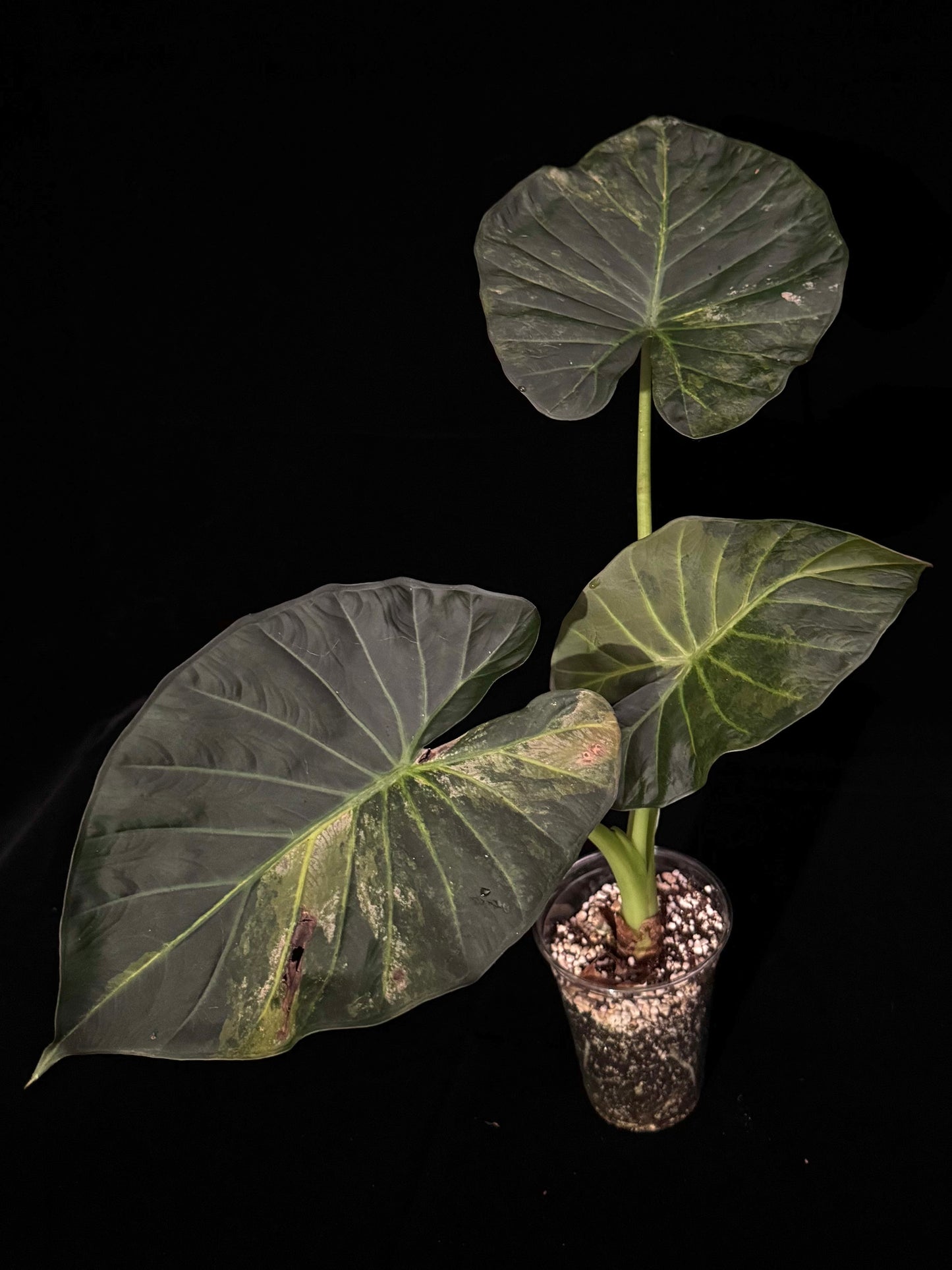 Alocasia Regal Shield Aurea Variegated