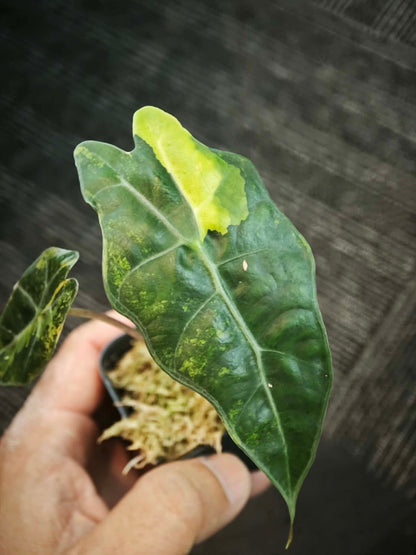 Alocasia (Polly x Watsoniana) Aurea Variegated *pre-order import*