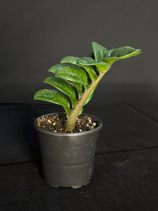 Zamioculcas Zamiifolia ‘Zenzi’ - ZZ Zenzi (Compact)- Grower's Choice