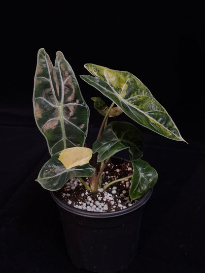 Alocasia Suhirmaniana Aurea Variegated *Exact Plant*