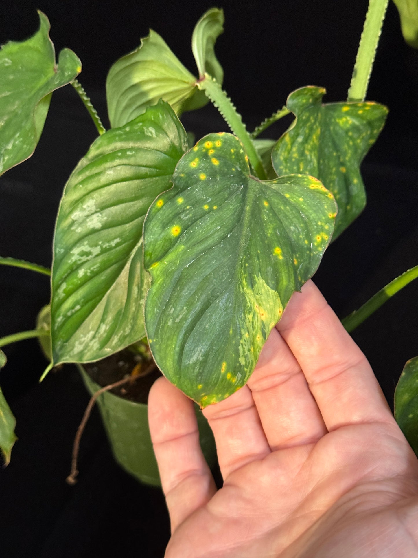 Philodendron Mamei - LONG LEAF MUTATION