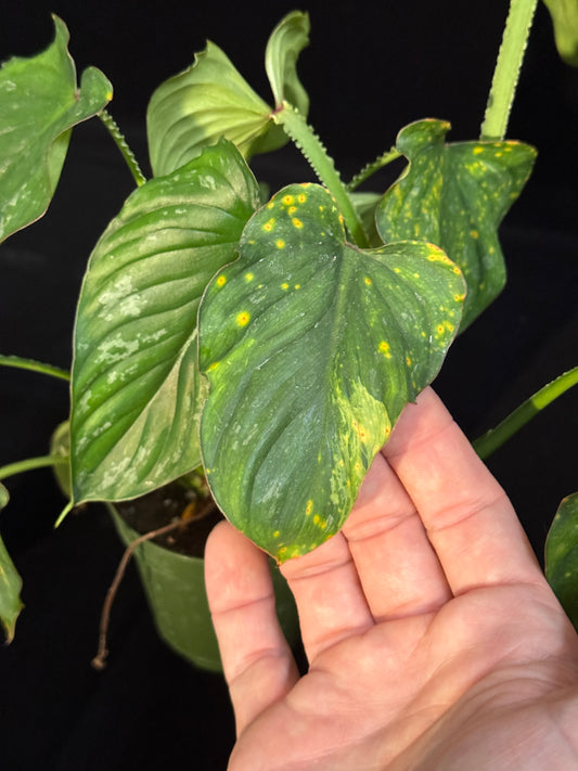 Philodendron Mamei - LONG LEAF MUTATION
