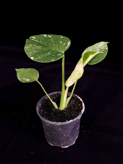 Monstera Thai Constellation *SPECIAL PICK*