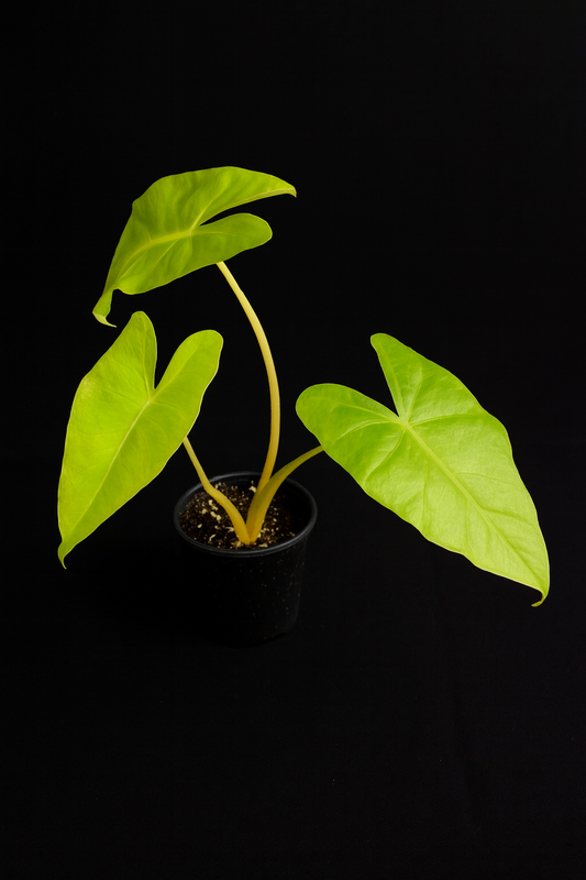 Alocasia New Guinea Gold Reverted - Grower's Choice