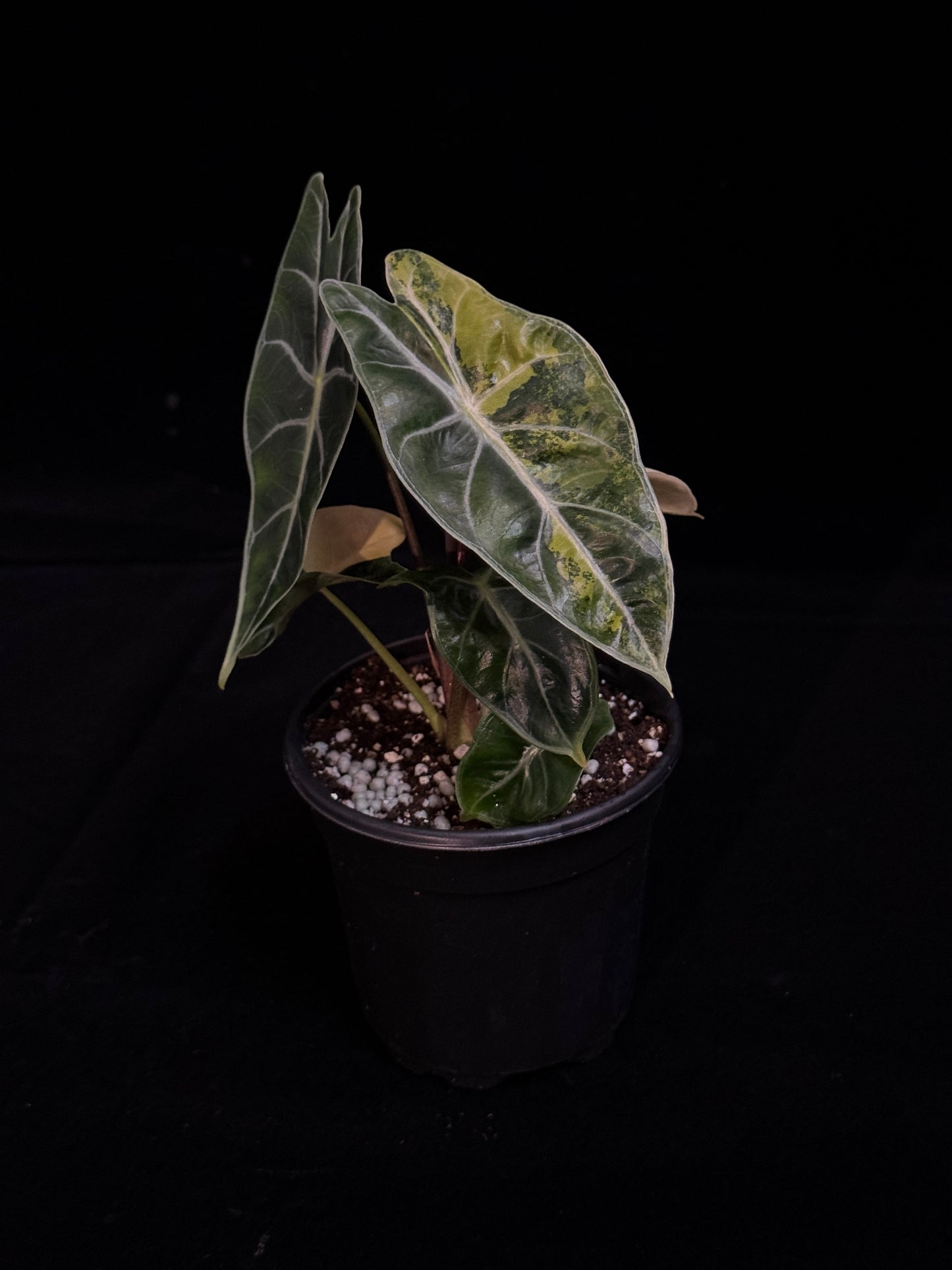 Potted plant with large aurea variegated green leaves on a black background