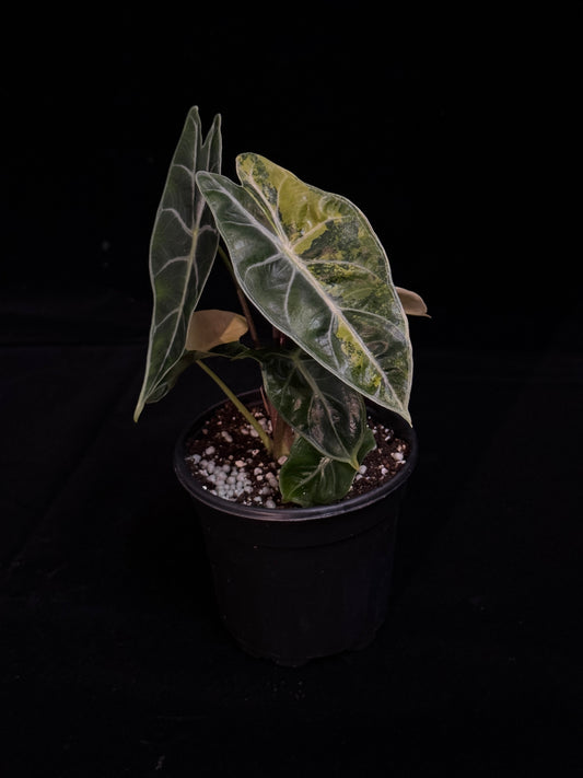 Potted plant with large aurea variegated green leaves on a black background