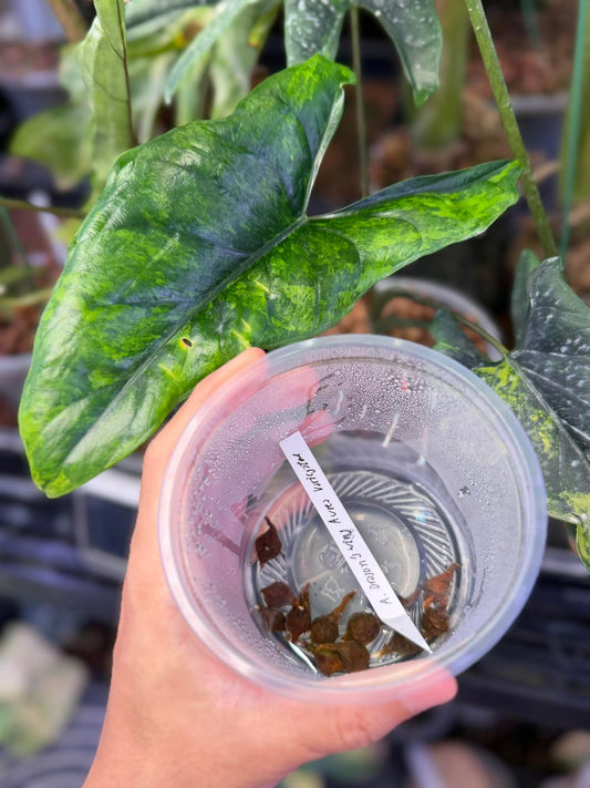 1x corm - Alocasia Dragon Wing (Scalprum x Dragon Scale) Aurea Variegated