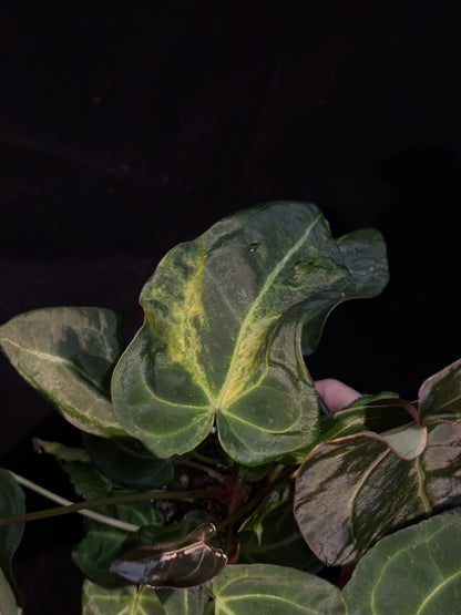 Anthurium Forgetii Sport