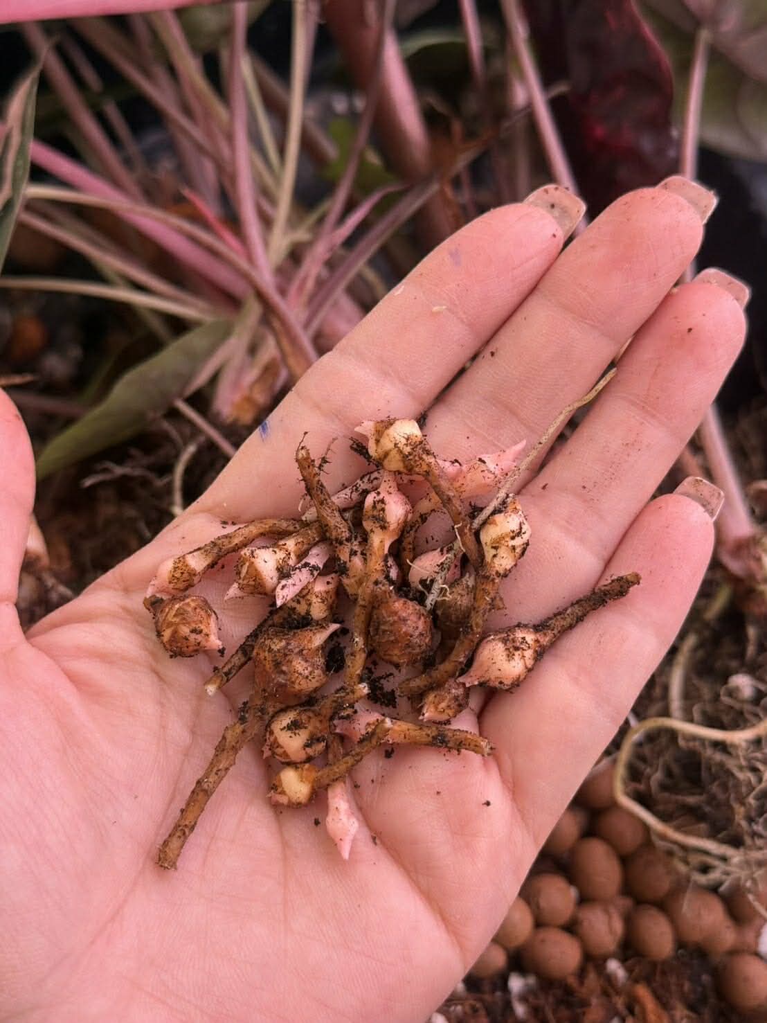 1x CORM, Alocasia Chantrieri Pink Variegated *Pre-Order Import*