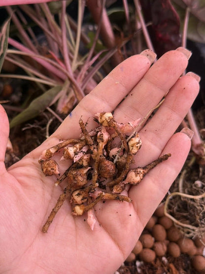 1x CORM, Alocasia Chantrieri Pink Variegated *Pre-Order Import*