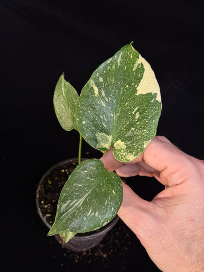 Monstera Thai Constellation *SPECIAL PICK*