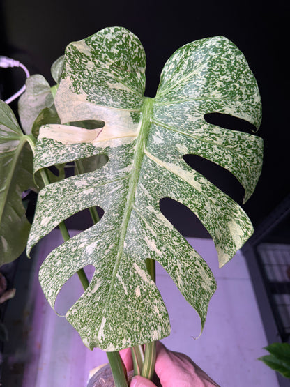 2-leaf Top Cut Monstera Deliciosa 'Starlight' Variegated