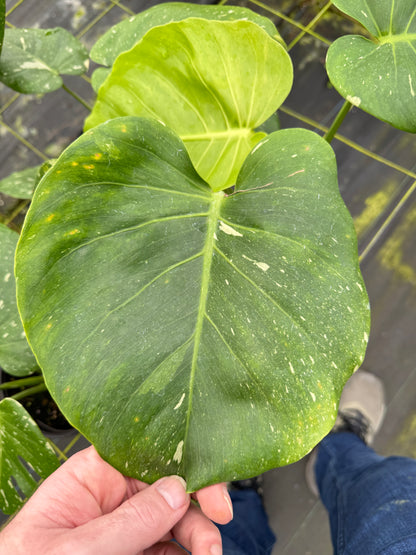 Murated Monstera Thai Con (ruffled leaves and unique pattern)
