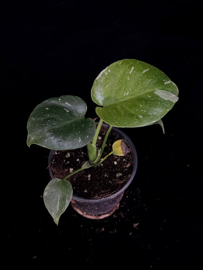 Monstera Thai Constellation *SPECIAL PICK*