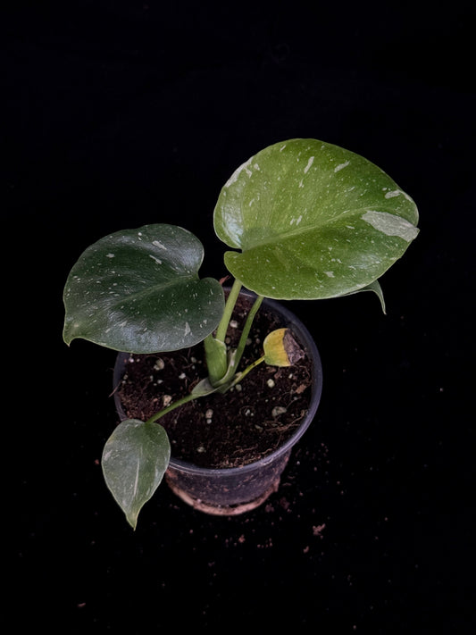Monstera Thai Constellation *SPECIAL PICK*