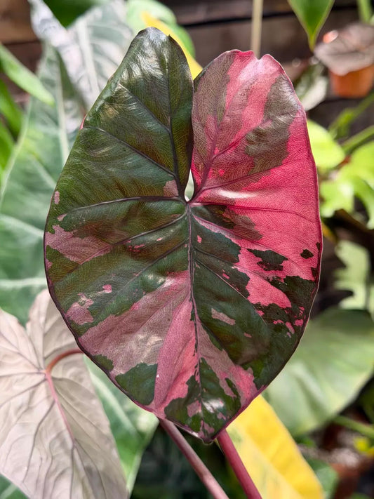 (Payment 1 of 2) Alocasia Serendipity Pink Variegated