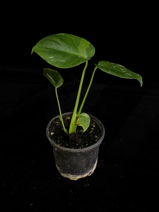 Monstera Thai Constellation *SPECIAL PICK*
