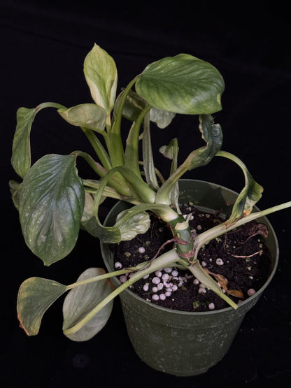 Philodendron Mamei - TWIN LEAF MUTATION