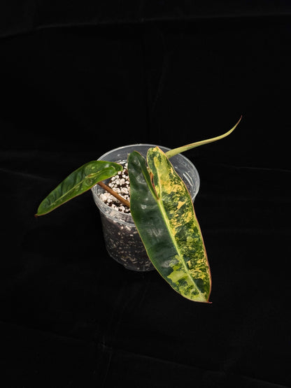 Philodendron Billietiae Variegated (top-cut)