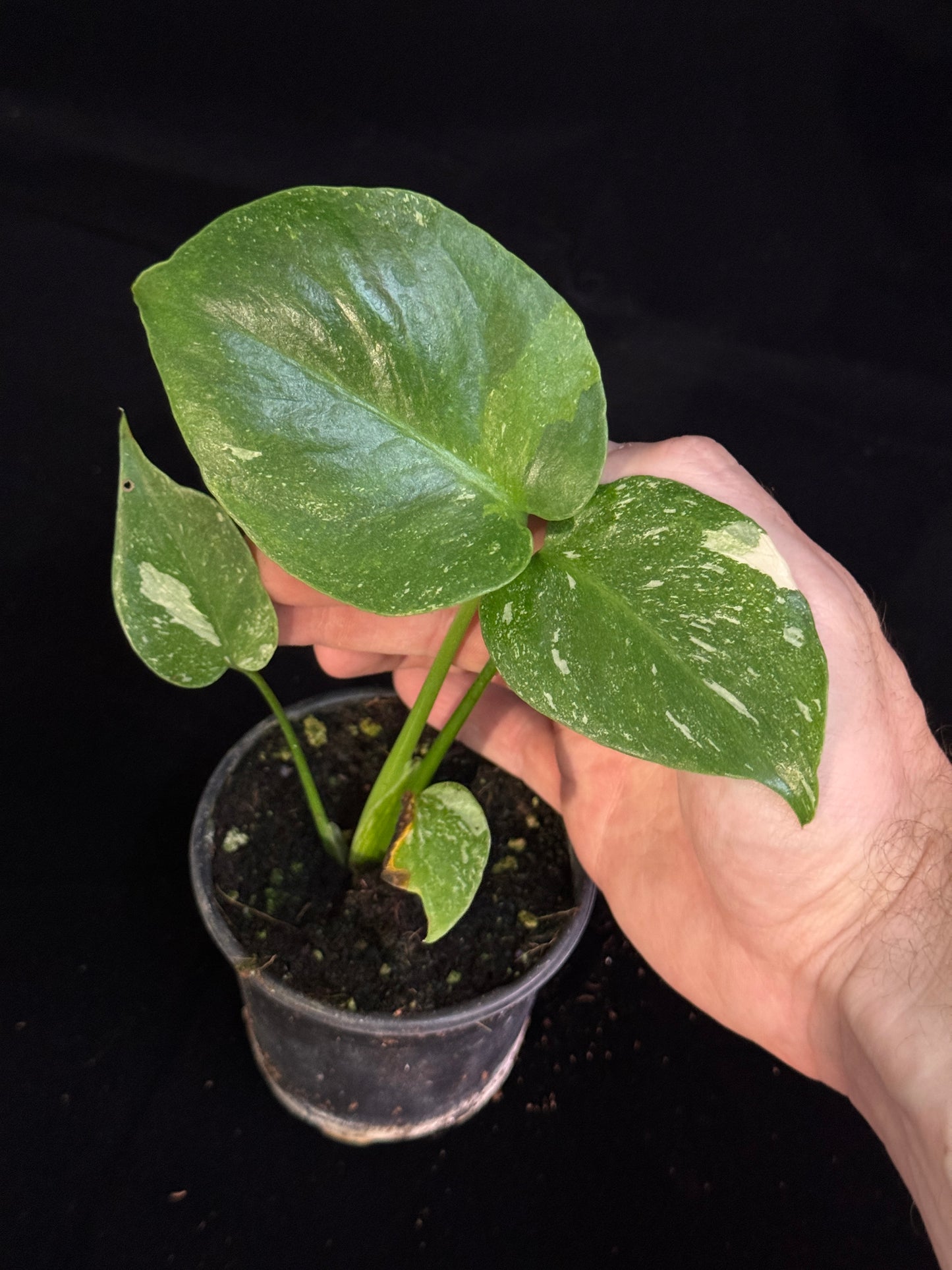 Monstera Thai Constellation *SPECIAL PICK*