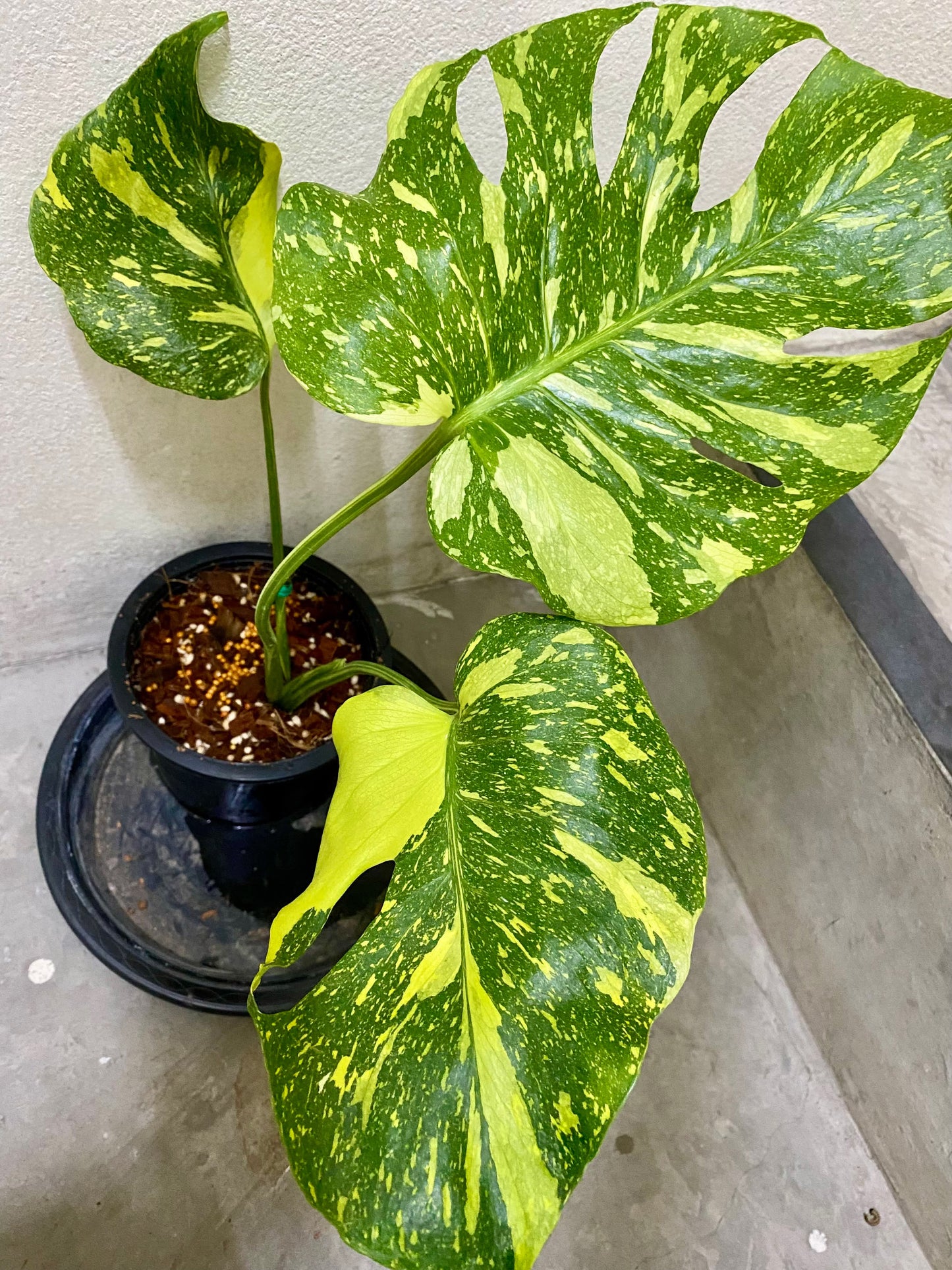 Monstera Deliciosa ‘Electrolight’ *import pre-order*