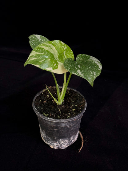 Monstera Thai Constellation *SPECIAL PICK*