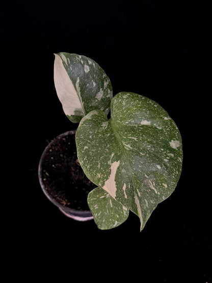 Monstera Thai Constellation *SPECIAL PICK*
