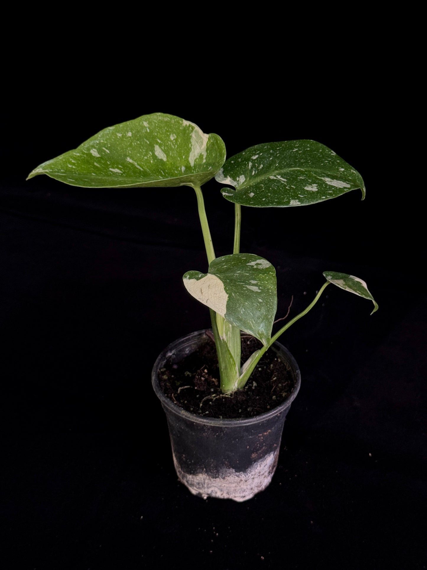 Monstera Thai Constellation *SPECIAL PICK*