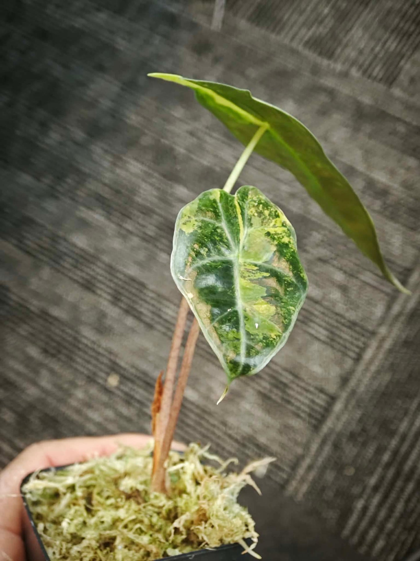 Alocasia (Polly x Watsoniana) Aurea Variegated *pre-order import*