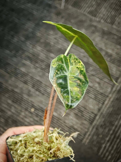 Alocasia (Polly x Watsoniana) Aurea Variegated *pre-order import*
