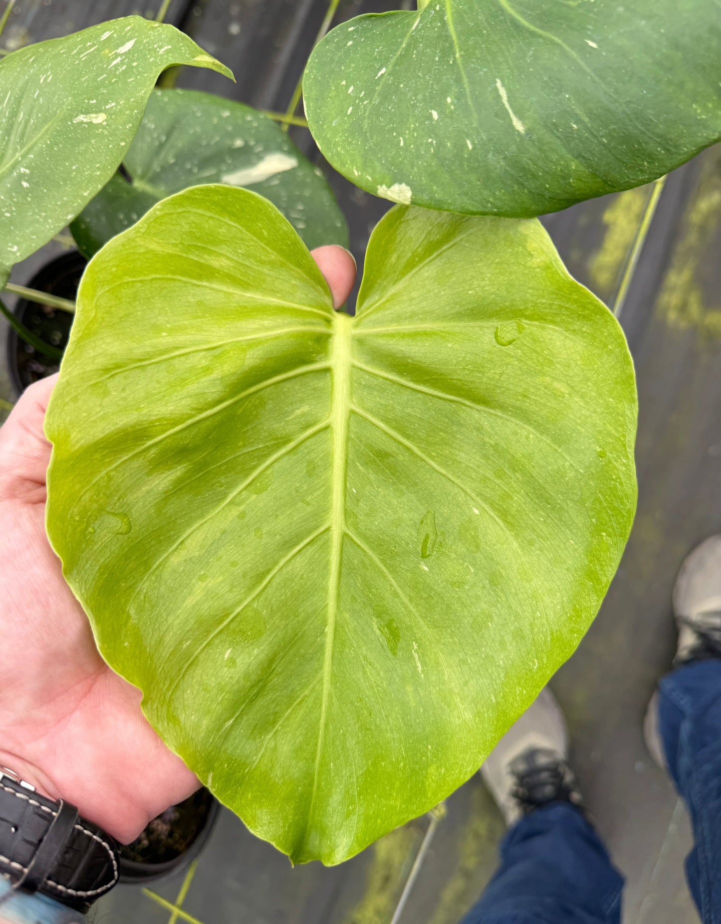 Murated Monstera Thai Con (ruffled leaves and unique pattern)