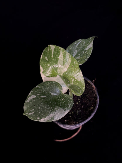 Monstera Thai Constellation *SPECIAL PICK*