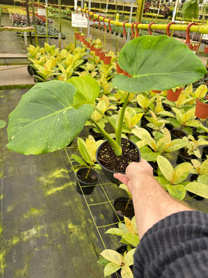 Murated Monstera Thai Con (ruffled leaves and unique pattern)
