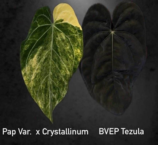 Variegated Anthurium (Pap var x Crys) x BVEP Tezula *Pre-Order Import*