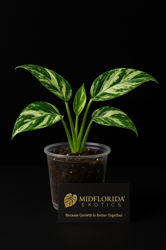 Epipremnum Pinnatum Marble