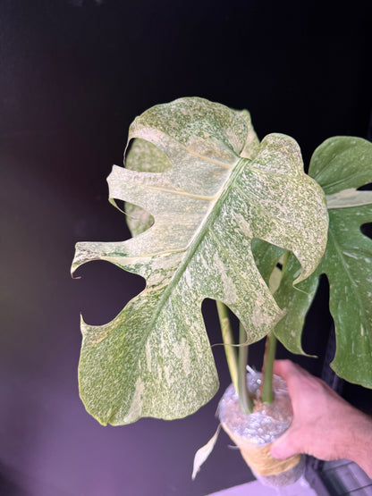 2-leaf Top Cut Monstera Deliciosa 'Starlight' Variegated