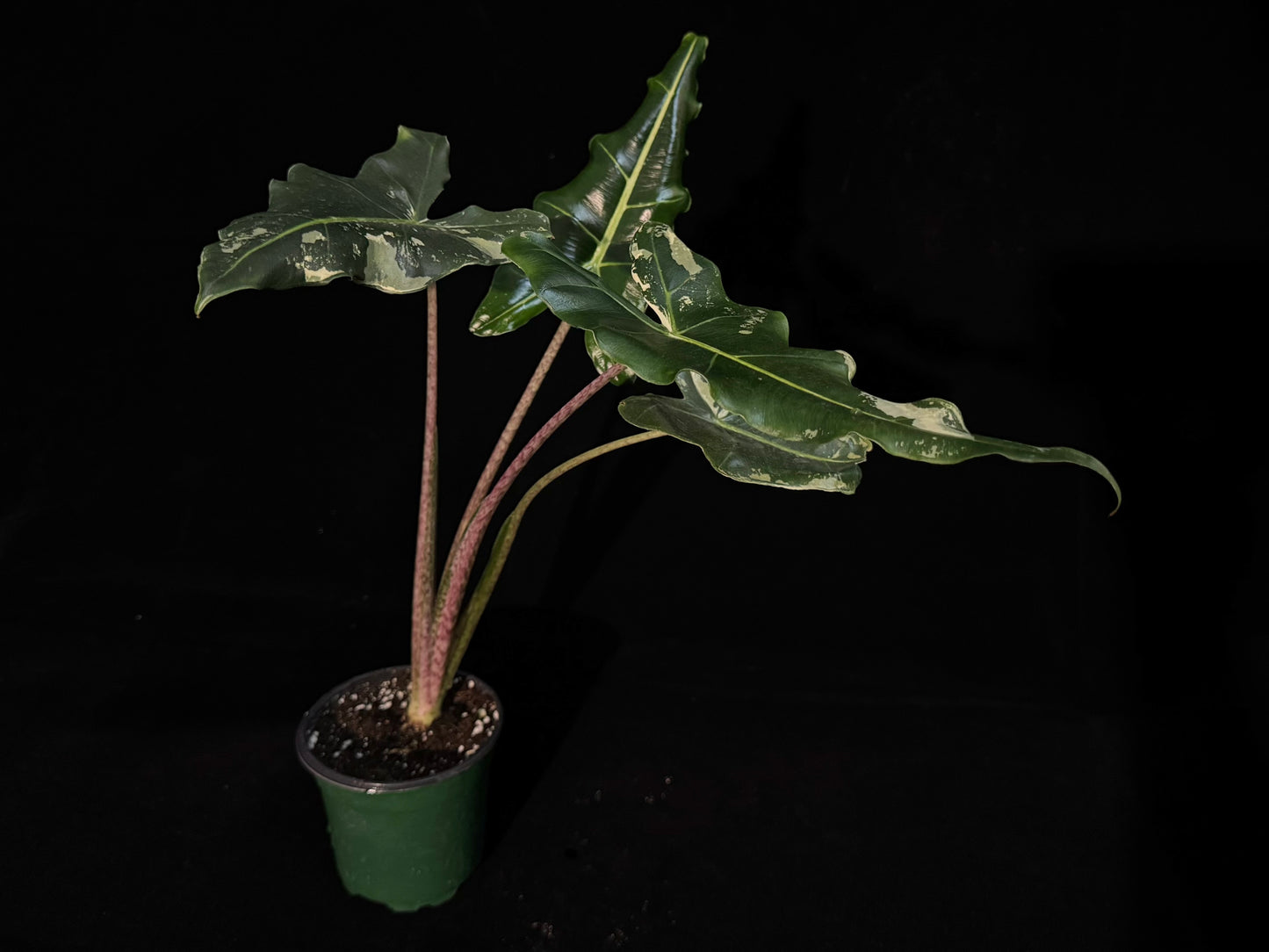 Alocasia Sarian Albo Variegated