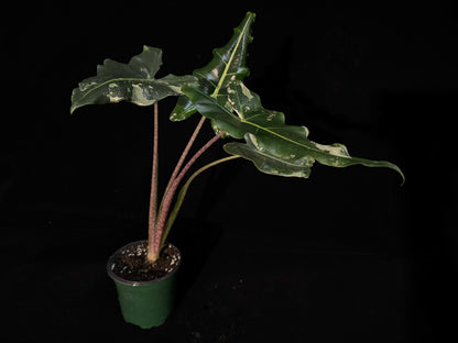 Alocasia Sarian Albo Variegated