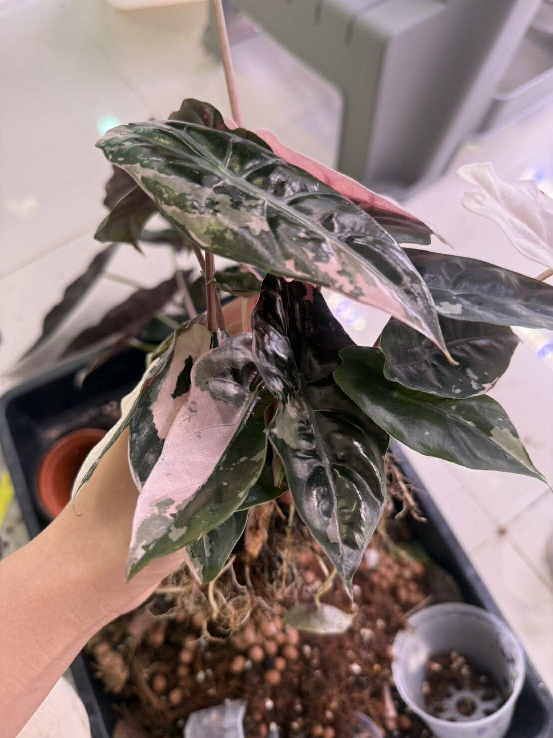 1x CORM, Alocasia Chantrieri Pink Variegated *Pre-Order Import*