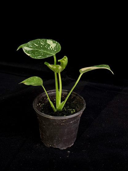 Monstera Thai Constellation *SPECIAL PICK*